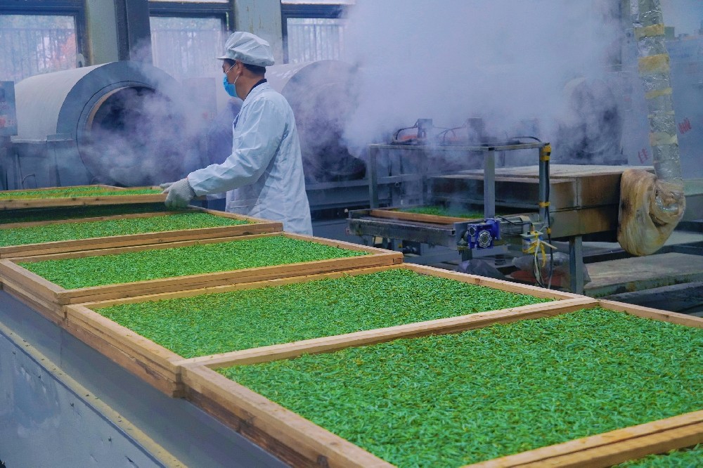 2026第一杯春茶 | 直擊蘭馨茶業制茶一線